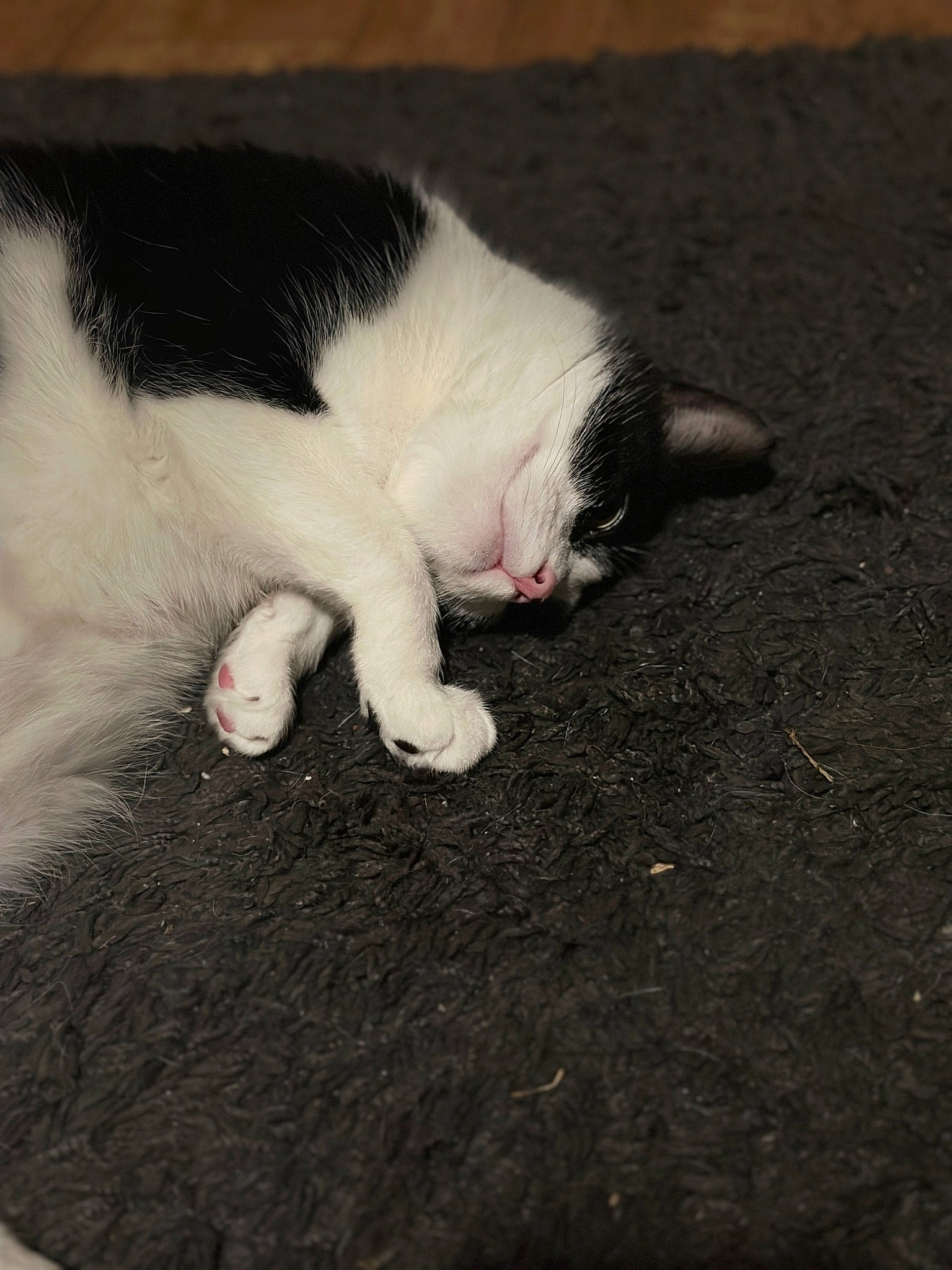 Alex is registered to the contest to win money with this photo: asphalt, canidae, carmine, carnivore, cat, comfort, dog_breed, domestic_short_haired_cat, felidae, fur, nap, paw, road_surface, small_to_medium_sized_cats, snout, soil, tail, whiskers