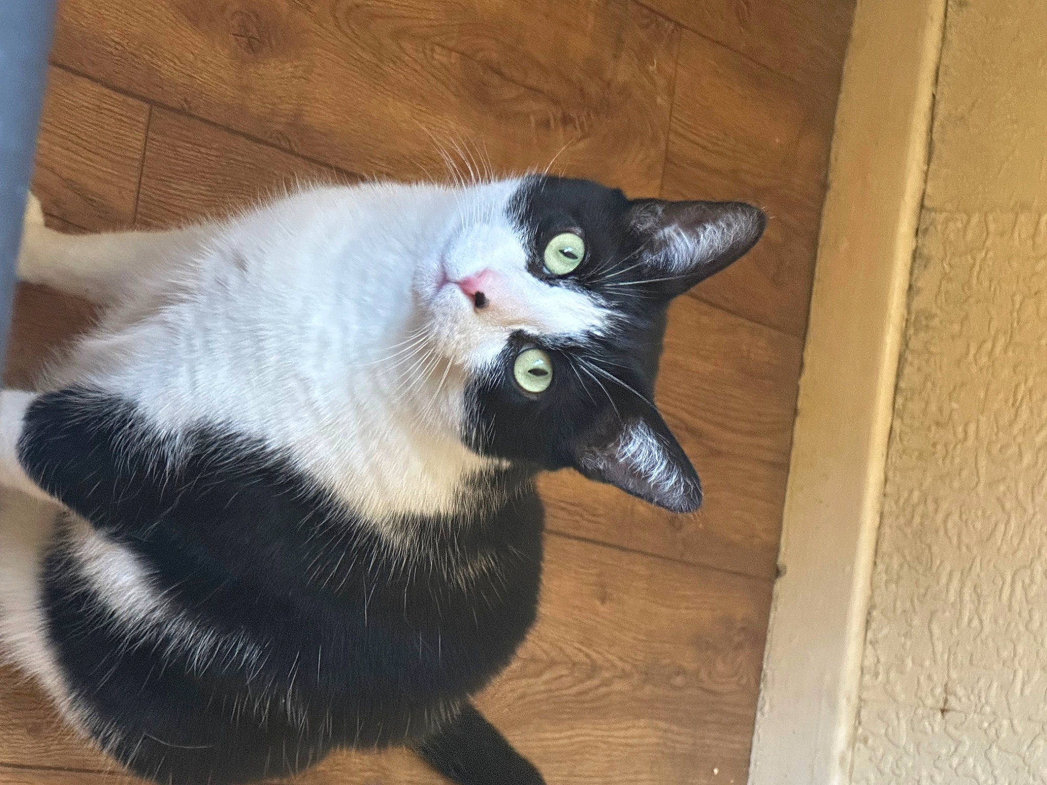 Alex joined the competition — help win amazing prizes! black_cat, carnivore, cat, claw, domestic_short_haired_cat, felidae, flooring, fur, hardwood, paw, small_to_medium_sized_cats, snout, tail, whiskers, wood