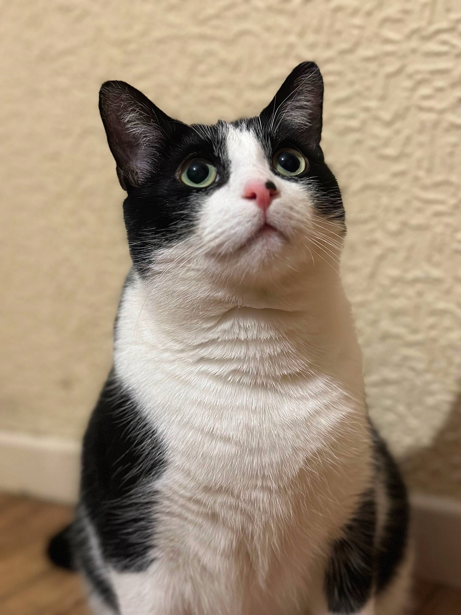 Alex joined the competition — help win amazing prizes! black_cat, carnivore, cat, domestic_short_haired_cat, felidae, fur, monochrome_photography, paw, small_to_medium_sized_cats, snout, tail, terrestrial_animal, whiskers