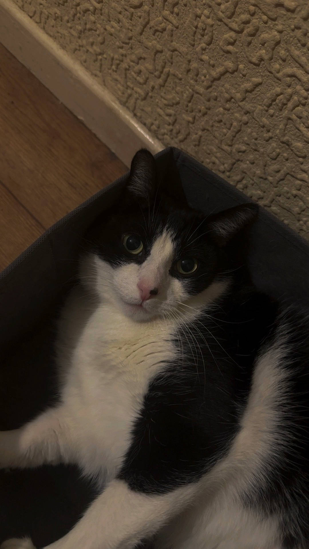 Alex is registered to the contest to win money with this photo: carnivore, cat, comfort, domestic_short_haired_cat, eye, felidae, fur, hair, hardwood, monochrome_photography, paw, small_to_medium_sized_cats, tail, whiskers, window, wood