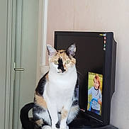 Manmine participe au concours pour gagner de l'argent avec cette photo : cat, calico_cat, pet, animal, sitting, indoors, portrait, looking_at_camera, green_eyes, white_fur, orange_fur, black_fur, whiskers, pointed_ears, tail, television, electronics, door, home, photography