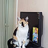 cat, calico_cat, pet, animal, sitting, indoors, portrait, looking_at_camera, green_eyes, white_fur, orange_fur, black_fur, whiskers, pointed_ears, tail, television, electronics, door, home, photography