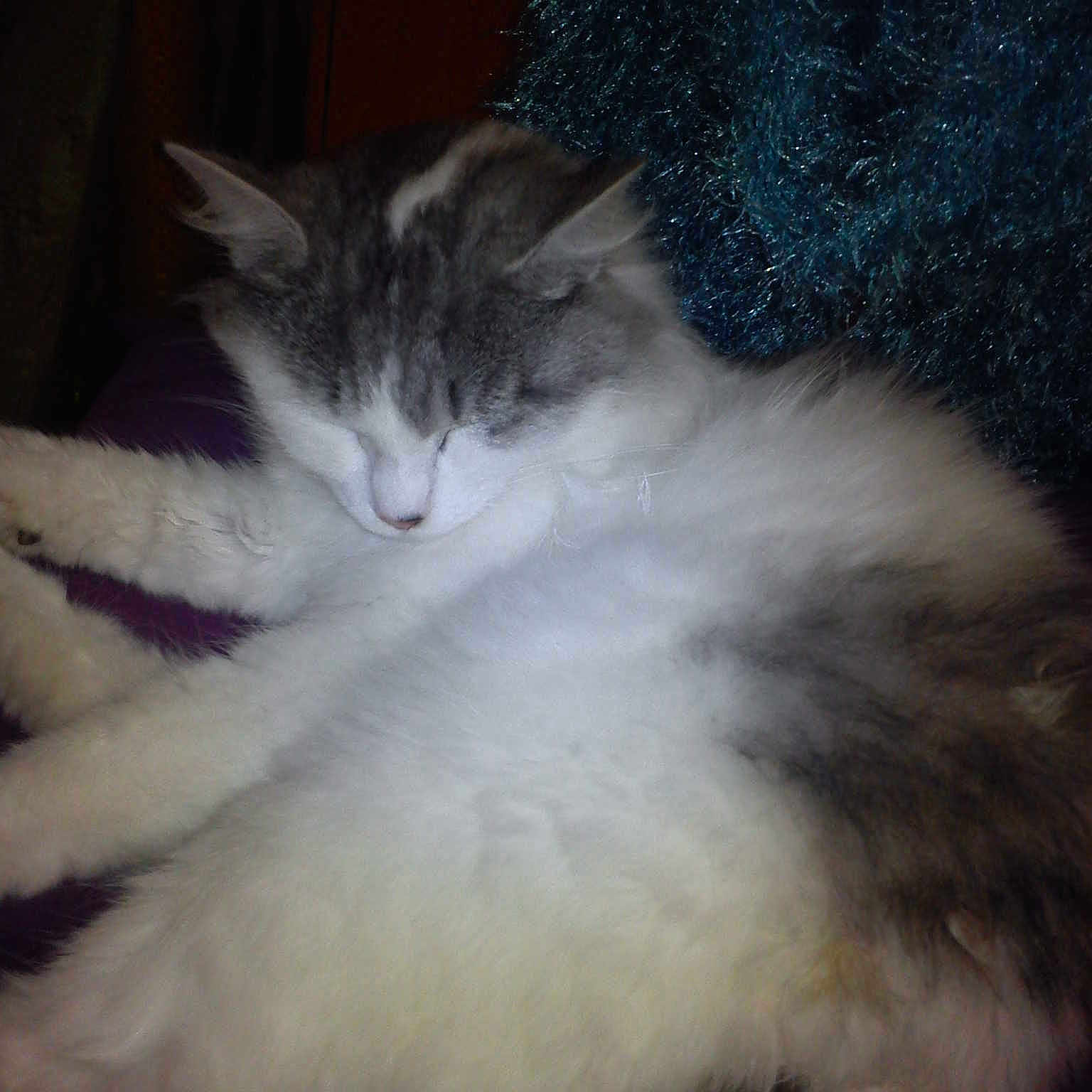Kitty