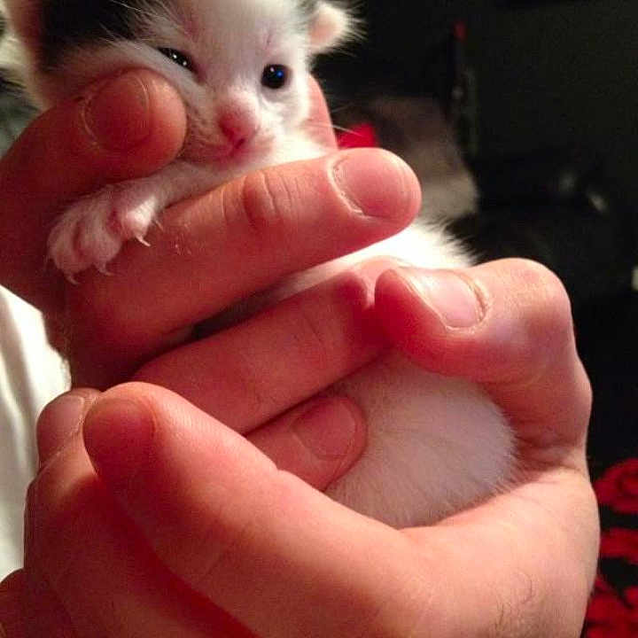 Dipstick is registered to the contest to win money with this photo: carnivoran, cat, cat_like_mammal, ear, face, finger, girl, hand, kitten, mammal, mouth, nail, photo_caption, skin, small_to_medium_sized_cats, thumb, vertebrate, whiskers