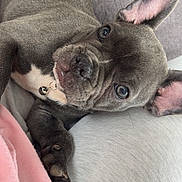 Torrent Audrey participe au concours pour gagner de l'argent avec cette photo : animal, bell, close_up, collar, couch, cute, dog, ears, face, french_bulldog, fur, home, indoor, looking_up, paw, pet, puppy, relaxed, resting, wrinkles
