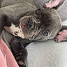 dog, puppy, french_bulldog, pet, animal, couch, indoor, relaxed, close_up, cute, ears, collar, bell, wrinkles, paw, fur, face, looking_up, home, resting