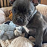 animal, bed, black_nose, brown, canine, cute, dog, ears, face, french_bulldog, fur, indoor, looking, pet, pet_bed, plush, puppy, small, toy, young