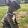animal, backyard, bell, collar, cute, daylight, dog, ears, french_bulldog, grass, leopard_print, outdoor, pet, playhouse, portrait, puppy, sitting, small_dog, sunlight, young