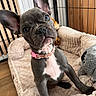 animal, bed, cage, closeup, collar, curious, cute, dog, ears, french_bulldog, fur, indoor, looking, pet, plush, puppy, small, toy, wooden_floor, young