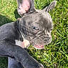 Torrent Audrey participe au concours pour gagner de l'argent avec cette photo : animal, canine, closeup, cute, dog, ears, expression, french_bulldog, grass, mammal, nature, outdoor, pet, playful, puppy, smile, sunlight, tongue, wrinkles, young