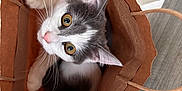 Rika participe au concours pour gagner de l'argent avec cette photo : cat, paper_bag, curious, whiskers, indoor, floor, tile, wood, pet, animal, cute, playful, fur, eyes, paws, looking_up, domestic_cat, brown, white, gray