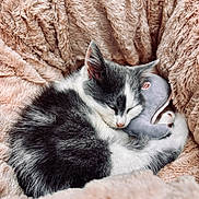 Rika participe au concours pour gagner de l'argent avec cette photo : kitten, cat, sleeping, plush_toy, elephant_toy, blanket, soft_texture, cozy, fur, resting, close_up, cute, pet, animal, indoor, comfort, nap, feline, peaceful, warm