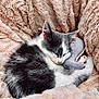 kitten, cat, sleeping, plush_toy, elephant_toy, blanket, soft_texture, cozy, fur, resting, close_up, cute, pet, animal, indoor, comfort, nap, feline, peaceful, warm