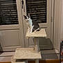 Rika a rejoint le concours — aidez-le/la à gagner de superbes lots ! cat, cat_tree, indoor, window, shoes, floor, furniture, pet, animal, gray_cat, white_cat, curious, perched, wood_floor, sitting, home, cozy, blinds, shelf, door