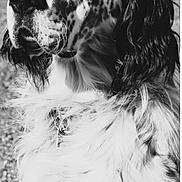 Petrus participe au concours pour gagner de l'argent avec cette photo : animal, beautiful, black_and_white, calm, canine, close_up, dog, fluffy, focused, fur, long_ears, majestic, muzzle, nature, outdoor, pet, portrait, profile, spotted, whiskers