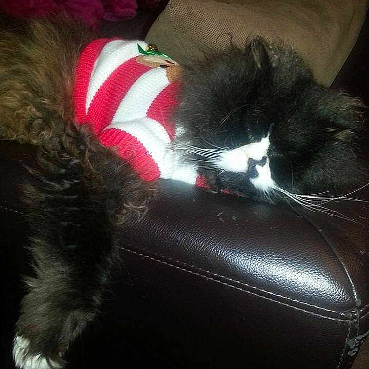 Teddy is registered to the contest to win money with this photo: