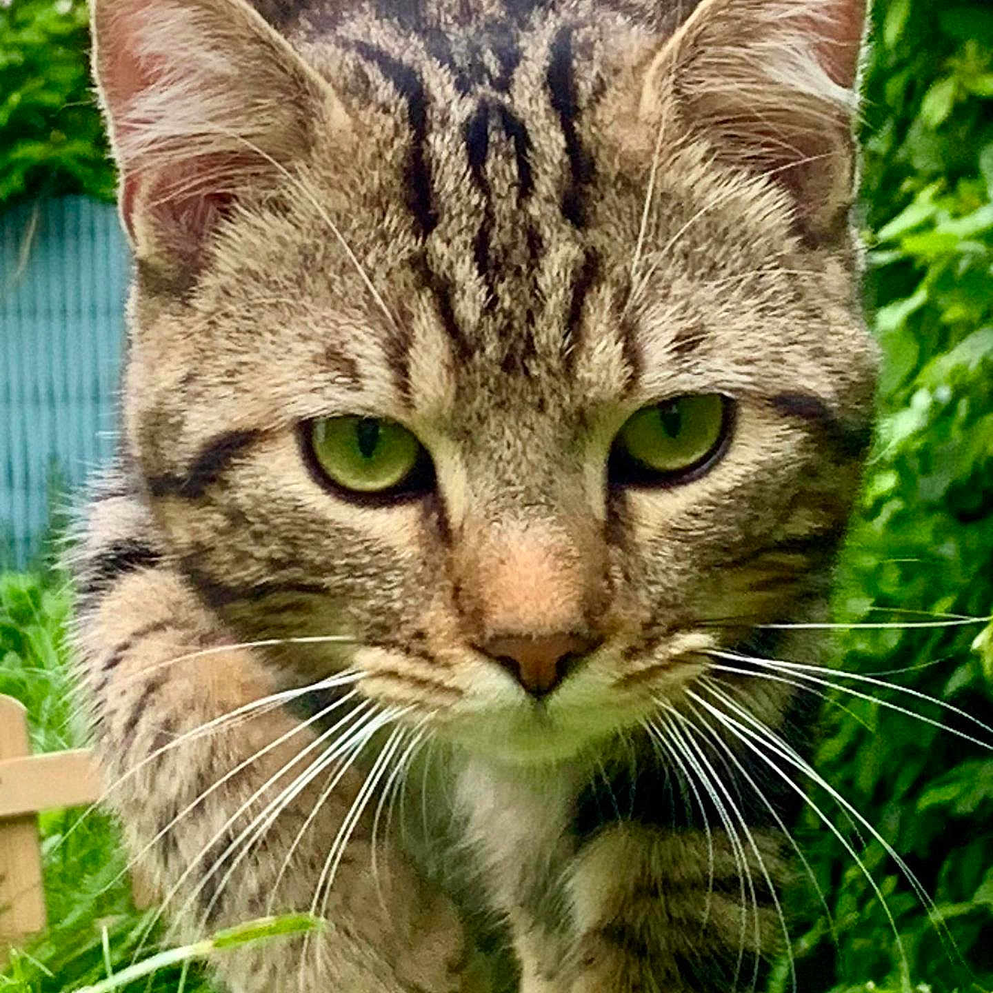 Chelby a rejoint le concours — aidez-le/la à gagner de superbes lots ! abyssinian, angora, animal, backyard, cat, egyptiancat, field, grass, grassland, green, herbal, kitten, lawn, manx, nature, outdoors, pet, plant, vegetation, yard