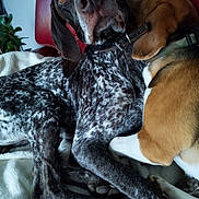 Salto a rejoint le concours — aidez-le/la à gagner de superbes lots ! animal, black, blanket, brown, closeup, collar, companion, cuddling, cute, dog, ears, fur, indoor, nose, paw, pet, relaxing, resting, speckled, white