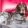 Salto participe au concours pour gagner de l'argent avec cette photo : animal, blanket, brown, canine, collar, comfort, couch, dog, domestic, fur, indoor, laying, leather, pet, portrait, red, relaxed, resting, speckled, white