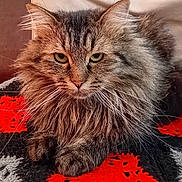 Chupachups a rejoint le concours — aidez-le/la à gagner de superbes lots ! black, cat, close_up, cozy, crochet_blanket, ears, feline, fur, green_eyes, indoor, long_hair, muzzle, paws, pet, portrait, red, sitting, stare, tabby, whiskers