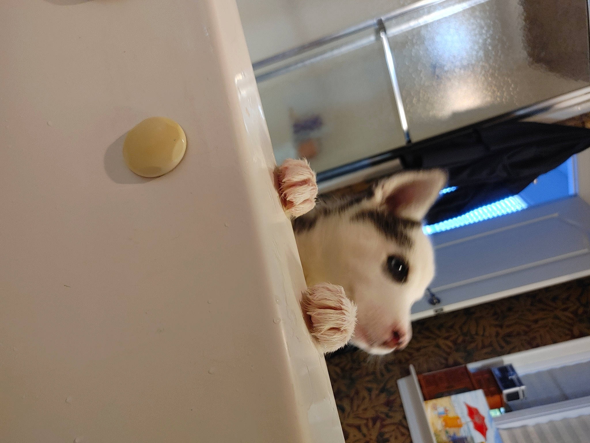 Willow joined the competition — help win amazing prizes! ball, canidae, carnivore, ceiling, domestic_rabbit, fawn, felidae, flooring, fur, hardwood, rabbit, rabbits_and_hares, room, small_to_medium_sized_cats, snout, stuffed_toy, tail, toy, whiskers, wood