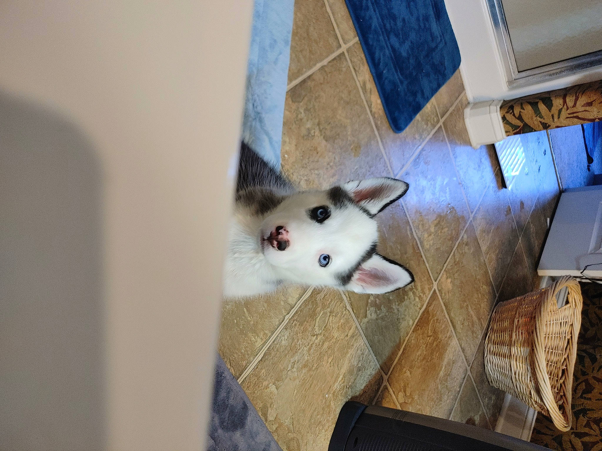 Willow is registered to the contest to win money with this photo: canidae, carnivore, cat, companion_dog, dog_breed, domestic_short_haired_cat, fawn, felidae, flooring, fur, hardwood, non_sporting_group, room, small_to_medium_sized_cats, tail, whiskers, wood