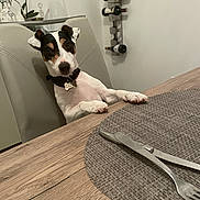 Filou a rejoint le concours — aidez-le/la à gagner de superbes lots ! chair, collar, curious, cutlery, dining_table, dog, domestic_interior, ears, face, fur, home_decor, indoor, modern, pet, placemat, seated, table, wine_bottle, wine_rack, wood