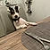 Filou