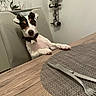 dog, chair, table, dining_table, placemat, cutlery, wine_bottle, wine_rack, domestic_interior, pet, collar, curious, seated, wood, modern, home_decor, indoor, fur, ears, face