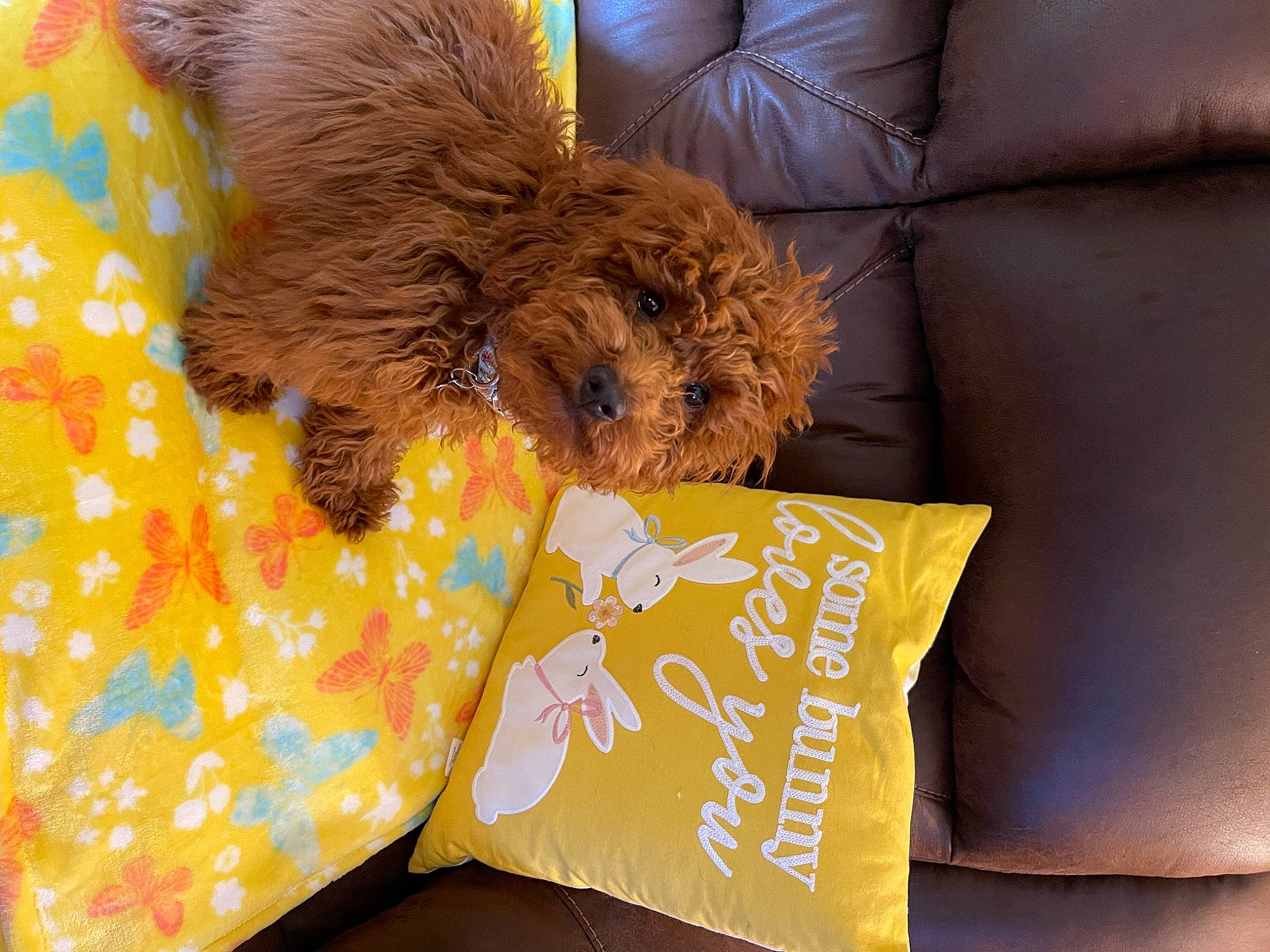 Tillie is registered to the contest to win money with this photo: canidae, carnivore, comfort, companion_dog, couch, dog, dog_breed, dog_clothes, dog_supply, fawn, fur, linens, liver, nap, pet_supply, small_terrier, sporting_group, terrier, toy_dog, working_animal