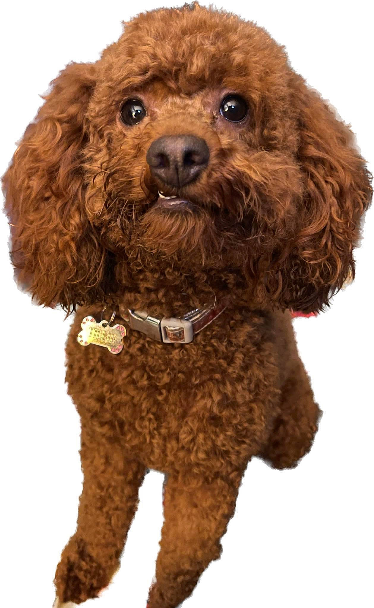 Tillie is registered to the contest to win money with this photo: brown, canidae, carnivore, collar, companion_dog, dog, dog_breed, dog_collar, dog_supply, fur, liver, pet_supply, poodle, snout, spaniel, sporting_group, toy_dog, water_dog, working_animal