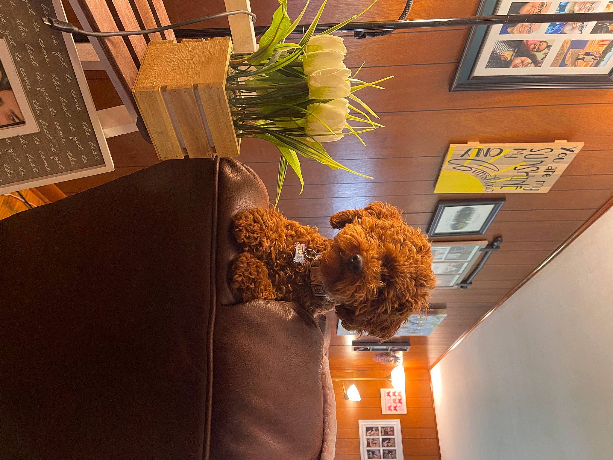 Tillie is registered to the contest to win money with this photo: art, building, ceiling, flooring, floral_design, flower, flower_arranging, flowerpot, font, houseplant, interior_design, picture_frame, plant, room, tree, twig, visual_arts, window, wood, world