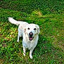 dog, golden_retriever, grass, outdoor, pet, canine, happy, nature, animal, smiling, tail, fur, sunlight, greenery, mammal, friendly, playful, grass_field, daytime, looking_at_camera