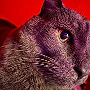Gus is registered to the contest to win money with this photo: cat, gray_cat, close_up, yellow_eyes, whiskers, fur, face, animal, pet, portrait, indoor, red_background, sharp_focus, texture, curious, intense_gaze, mammal, feline, domestic_animal, colorful_reflection
