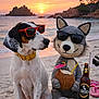 dog, sunglasses, beach, sunset, crocheted_toy, coconut_drink, umbrella, beer_bottle, sand, sea, rocky_island, pirate_flag, flip_flops, relaxation, vacation, summer, outdoor, animal, toy, holiday