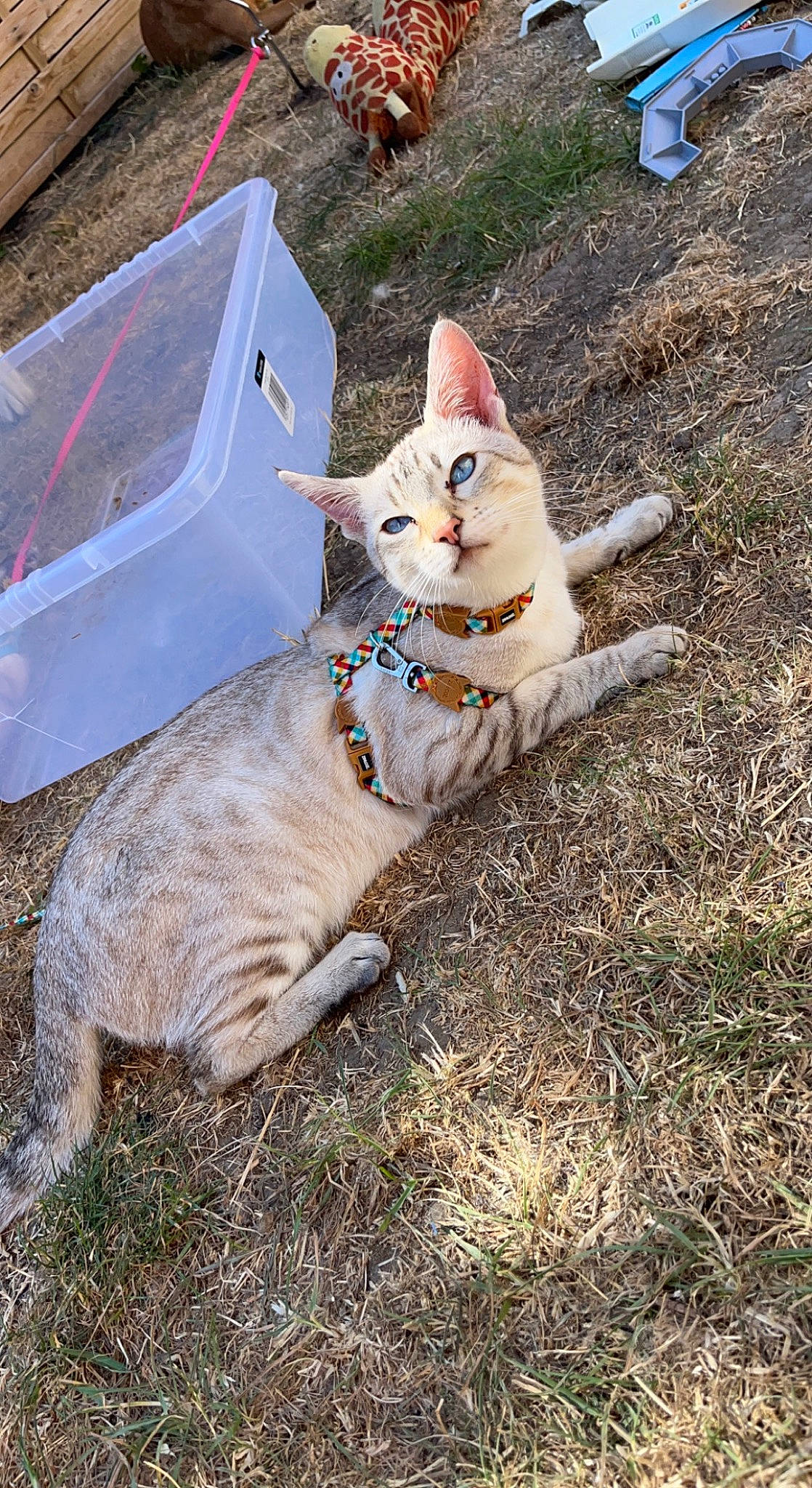 Levithan is registered to the contest to win money with this photo: canidae, carnivore, cat, domestic_short_haired_cat, fawn, felidae, fur, grass, paw, plant, small_to_medium_sized_cats, soil, tail, terrestrial_animal, tree, whiskers