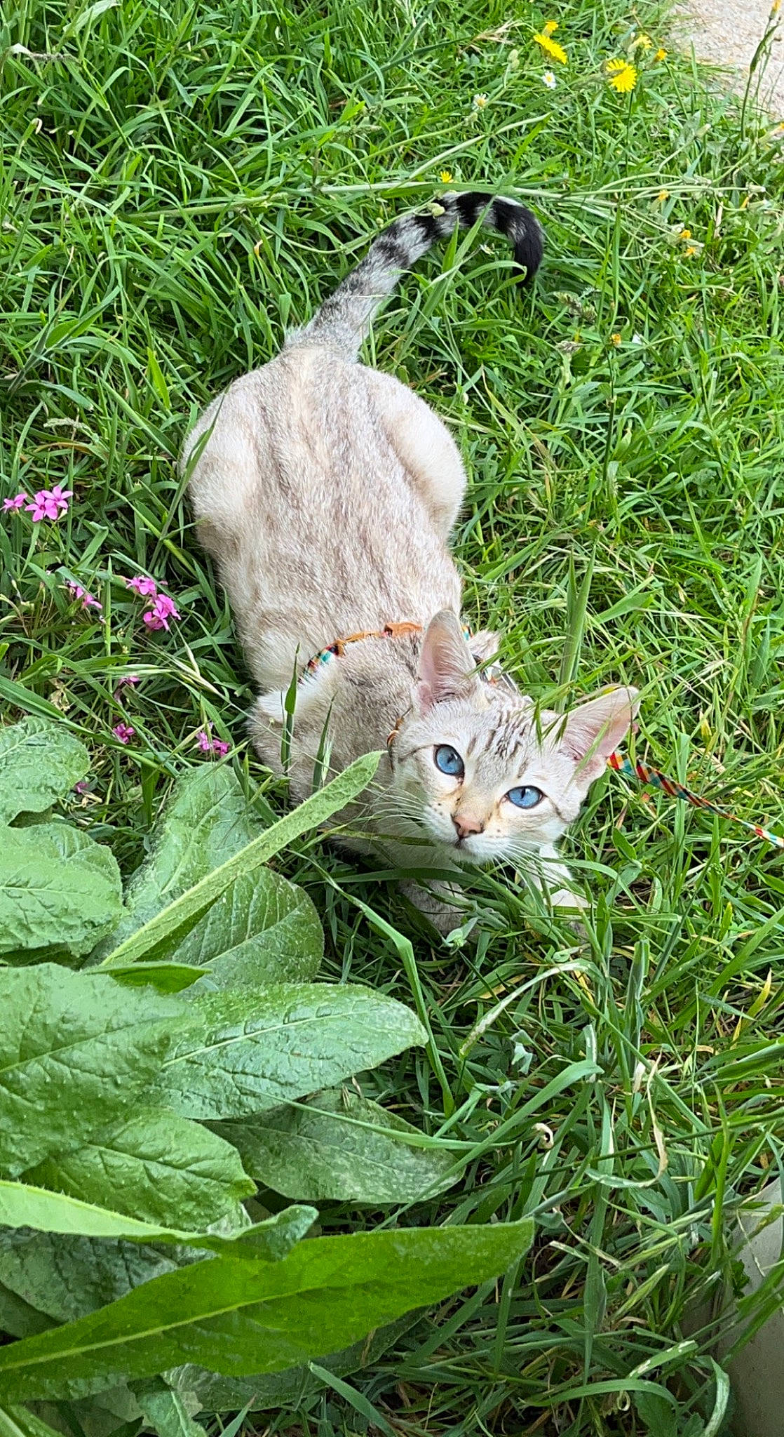 Levithan joined the competition — help win amazing prizes! carnivore, cat, domestic_short_haired_cat, fawn, felidae, flower, flowering_plant, grass, grass_family, grassland, green, groundcover, herbaceous_plant, meadow, plant, shrub, small_to_medium_sized_cats, tail, terrestrial_animal, whiskers