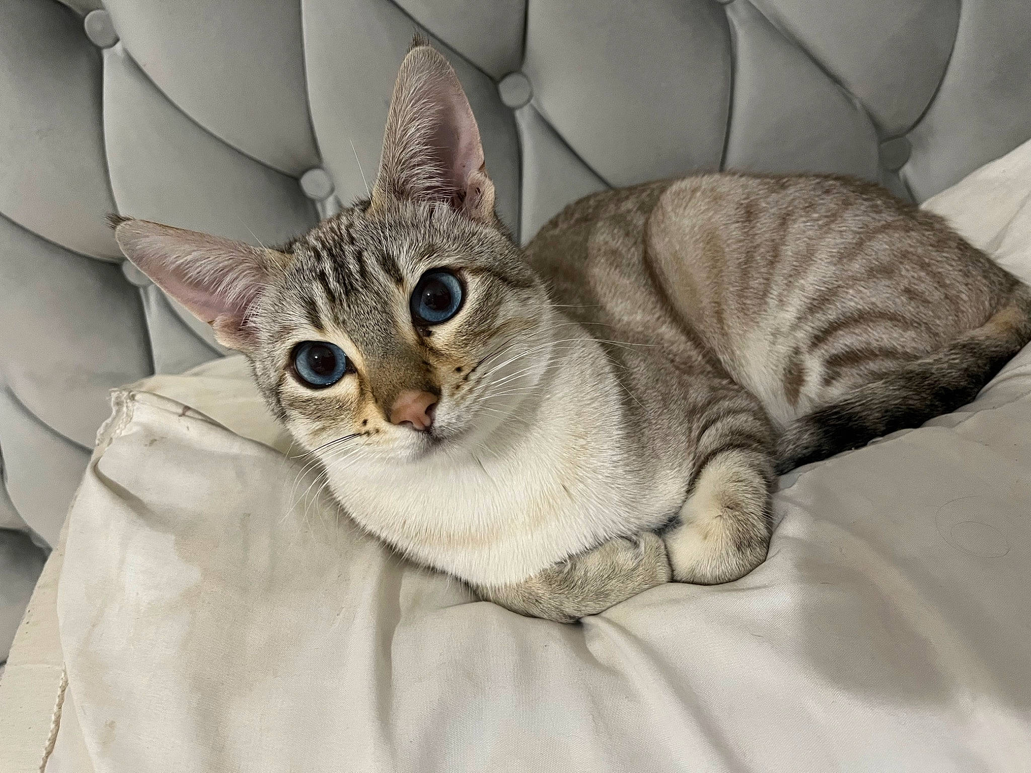 Levithan joined the competition — help win amazing prizes! bed, carnivore, cat, cat_bed, cat_supply, claw, comfort, domestic_short_haired_cat, fawn, felidae, fur, linens, nap, paw, small_to_medium_sized_cats, snout, tail, tree, whiskers, wildlife