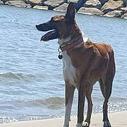 Ice a rejoint le concours — aidez-le/la à gagner de superbes lots ! dog, beach, shoreline, water, ocean, sand, rocks, outdoors, standing, pointy_ears, open_mouth, collar, tag, brown_fur, white_chest, sunlight, shadow, waves, coast, animal
