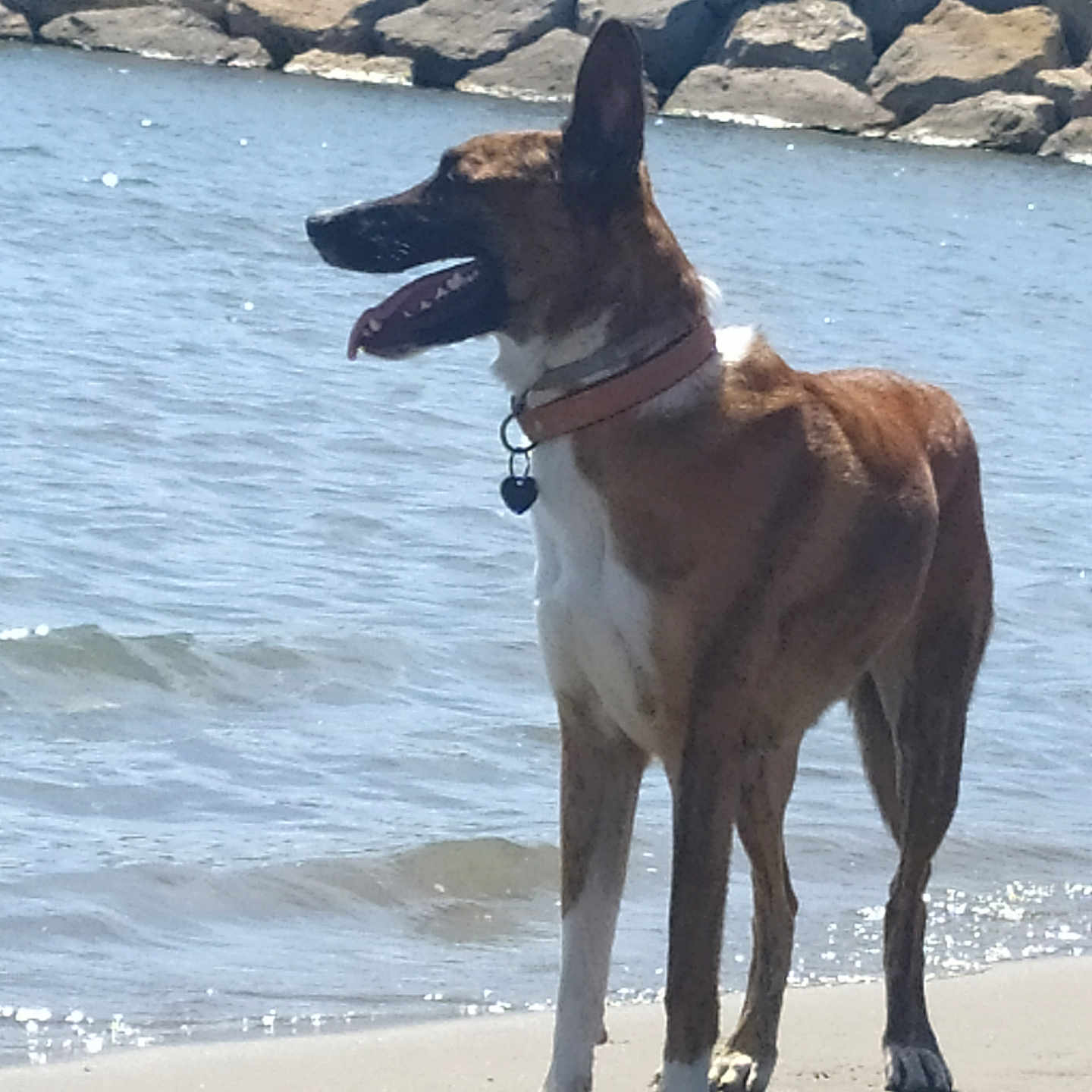 Ice a rejoint le concours — aidez-le/la à gagner de superbes lots ! dog, beach, shoreline, water, ocean, sand, rocks, outdoors, standing, pointy_ears, open_mouth, collar, tag, brown_fur, white_chest, sunlight, shadow, waves, coast, animal