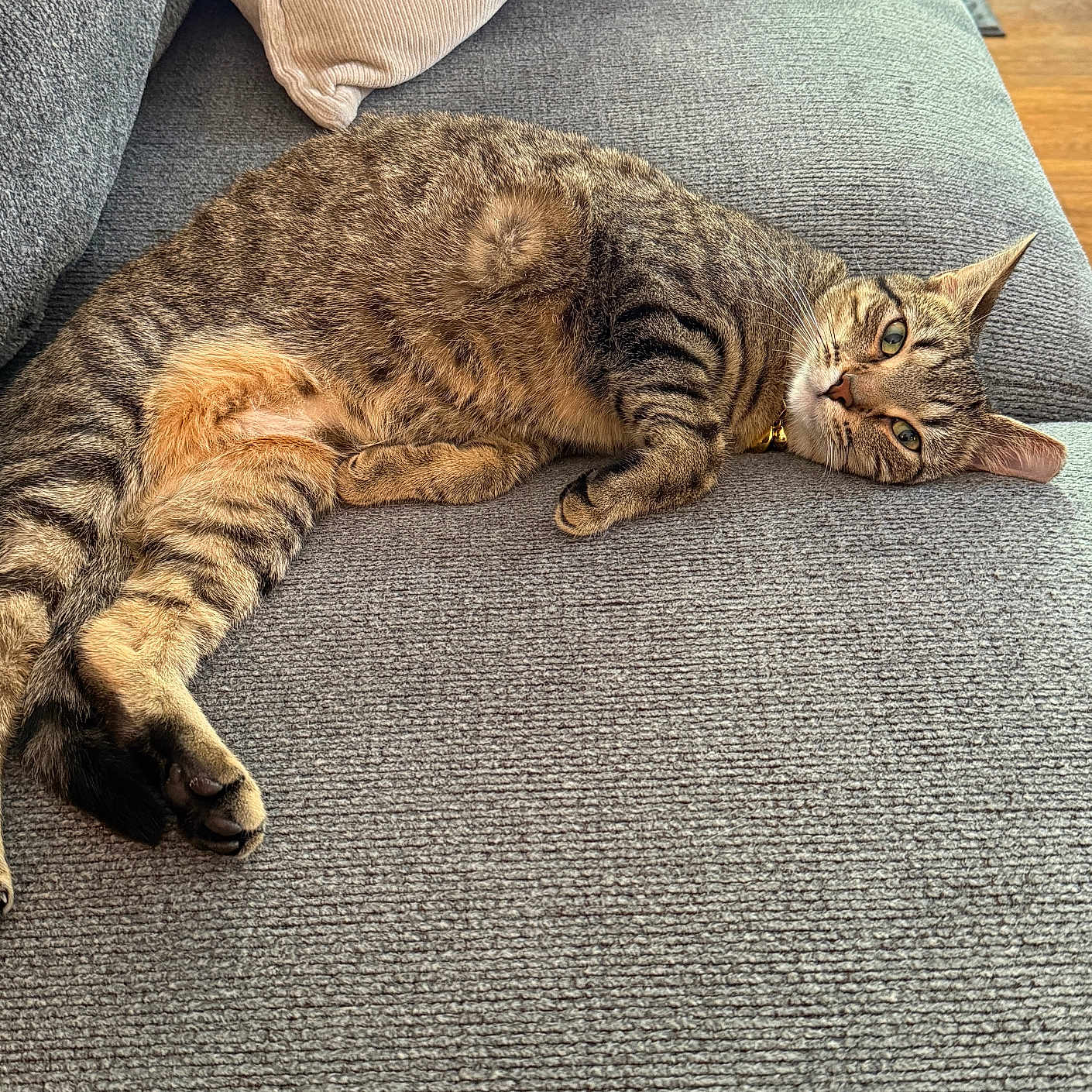 Ahsoka is registered to the contest to win money with this photo: animal, cat, comfort, couch, cozy, cute, domestic, ears, feline, fur, home, indoor, living_room, pet, relaxed, resting, sofa, striped, tabby_cat, whiskers