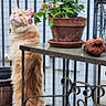 cat, orange_cat, fluffy_cat, potted_plant, yellow_flowers, balcony, metal_table, curious_cat, outdoor, pet, feline, long_tail, flower_pot, green_leaves, looking_up, iron_railings, domestic_cat, animal, cute, nature