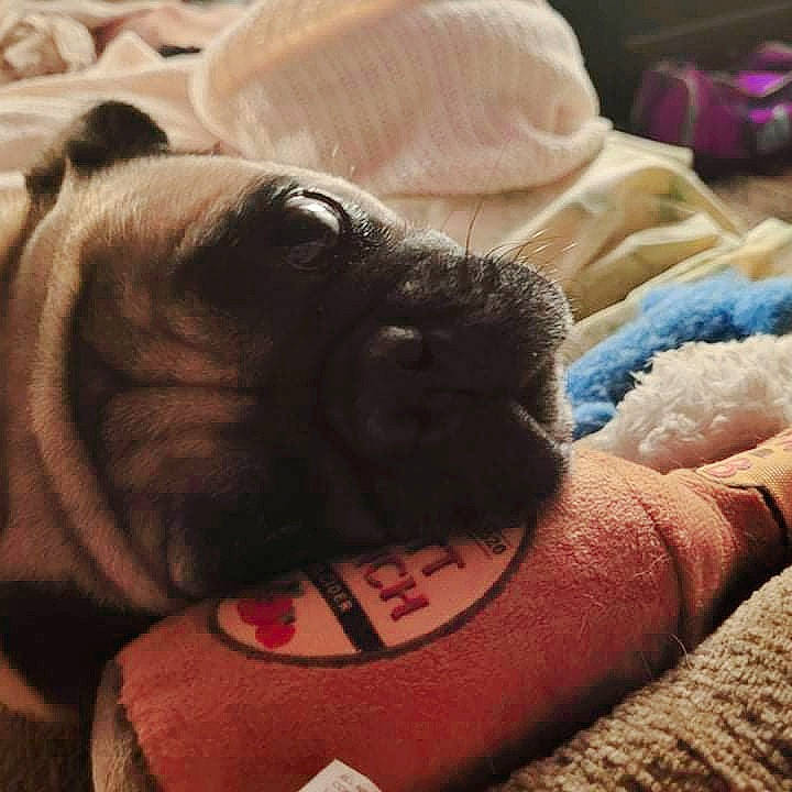 Bentley is registered to the contest to win money with this photo: bulldog, carnivore, cloud, comfort, companion_dog, dog, dog_breed, dog_collar, ear, fawn, human_leg, pug, selfie, snout, sporting_group, toy_dog, whiskers, working_animal, wrinkle, wrist