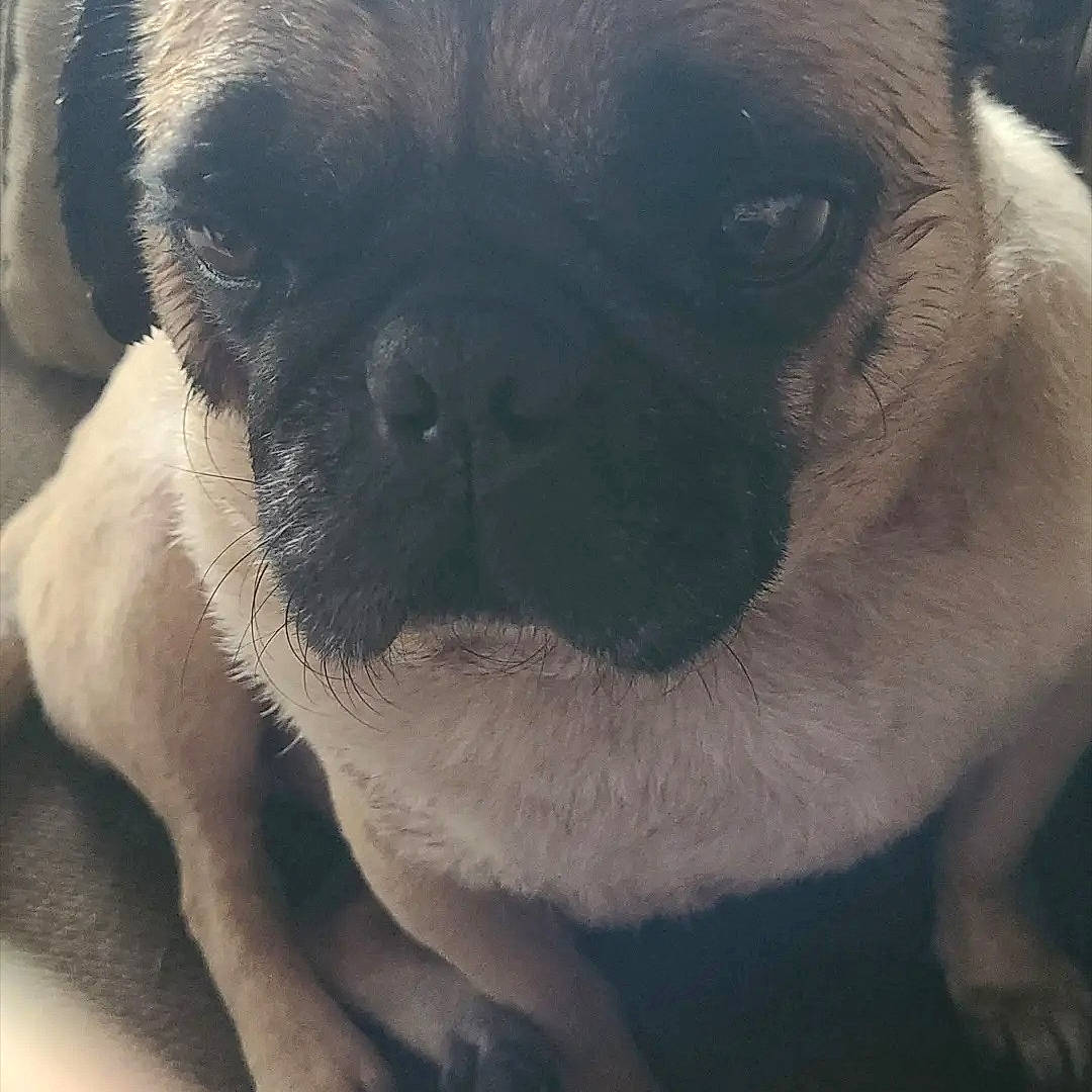 Bentley joined the competition — help win amazing prizes! canidae, carnivore, companion_dog, dog, dog_breed, eye, fawn, iris, non_sporting_group, pug, snout, sporting_group, terrestrial_animal, toy_dog, whiskers, working_animal, wrinkle