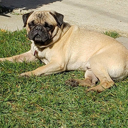 Bentley is registered to the contest to win money with this photo: ancient_dog_breeds, canidae, carnivore, companion_dog, dog, dog_breed, fawn, grass, non_sporting_group, plant, pug, snout, sporting_group, terrestrial_animal, toy_dog, tree, whiskers, working_animal, working_dog, wrinkle