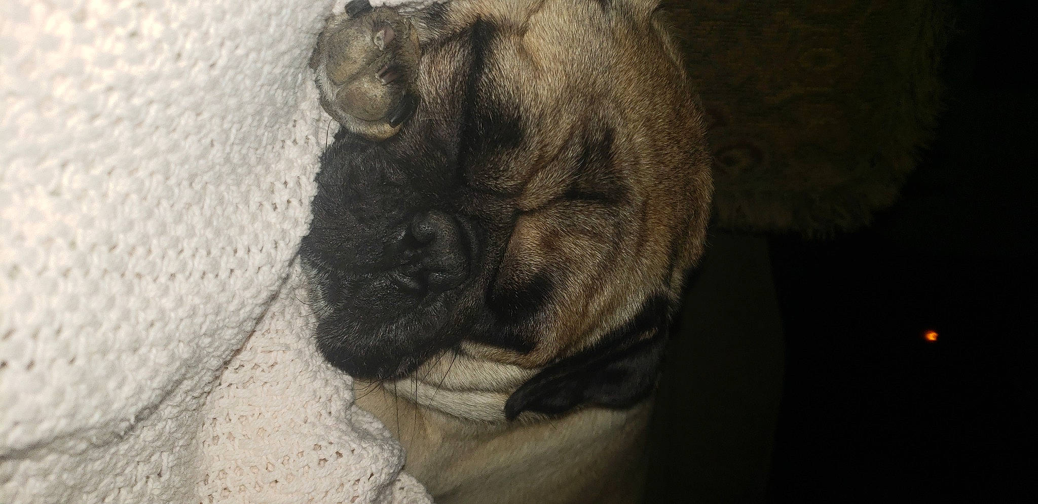 Bentley is registered to the contest to win money with this photo: bulldog, carnivore, comfort, companion_dog, dog, dog_breed, ear, fawn, felidae, grey, paw, pug, small_to_medium_sized_cats, snout, sporting_group, tail, terrestrial_animal, whiskers, working_animal, wrinkle