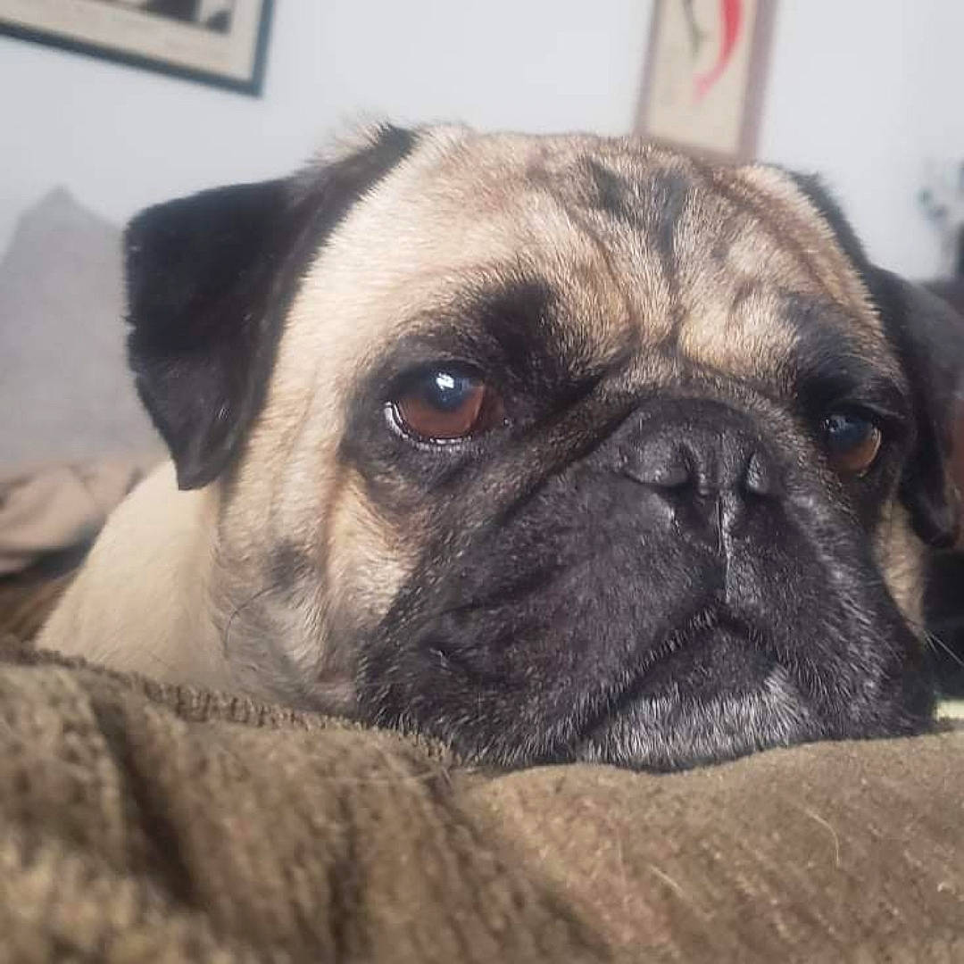 Bentley joined the competition — help win amazing prizes! ancient_dog_breeds, canidae, carnivore, close_up, comfort, companion_dog, dog, dog_breed, fawn, fur, non_sporting_group, picture_frame, pug, puppy_love, snout, sporting_group, terrestrial_animal, toy_dog, whiskers, wrinkle