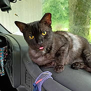Valentine is registered to the contest to win money with this photo: cat, black_cat, animal, pet, dashboard, car_interior, tongue_out, yellow_eyes, window, rain, greenery, relaxed, cute, fur, indoor, vehicle, playful, mammal, resting, cheeky