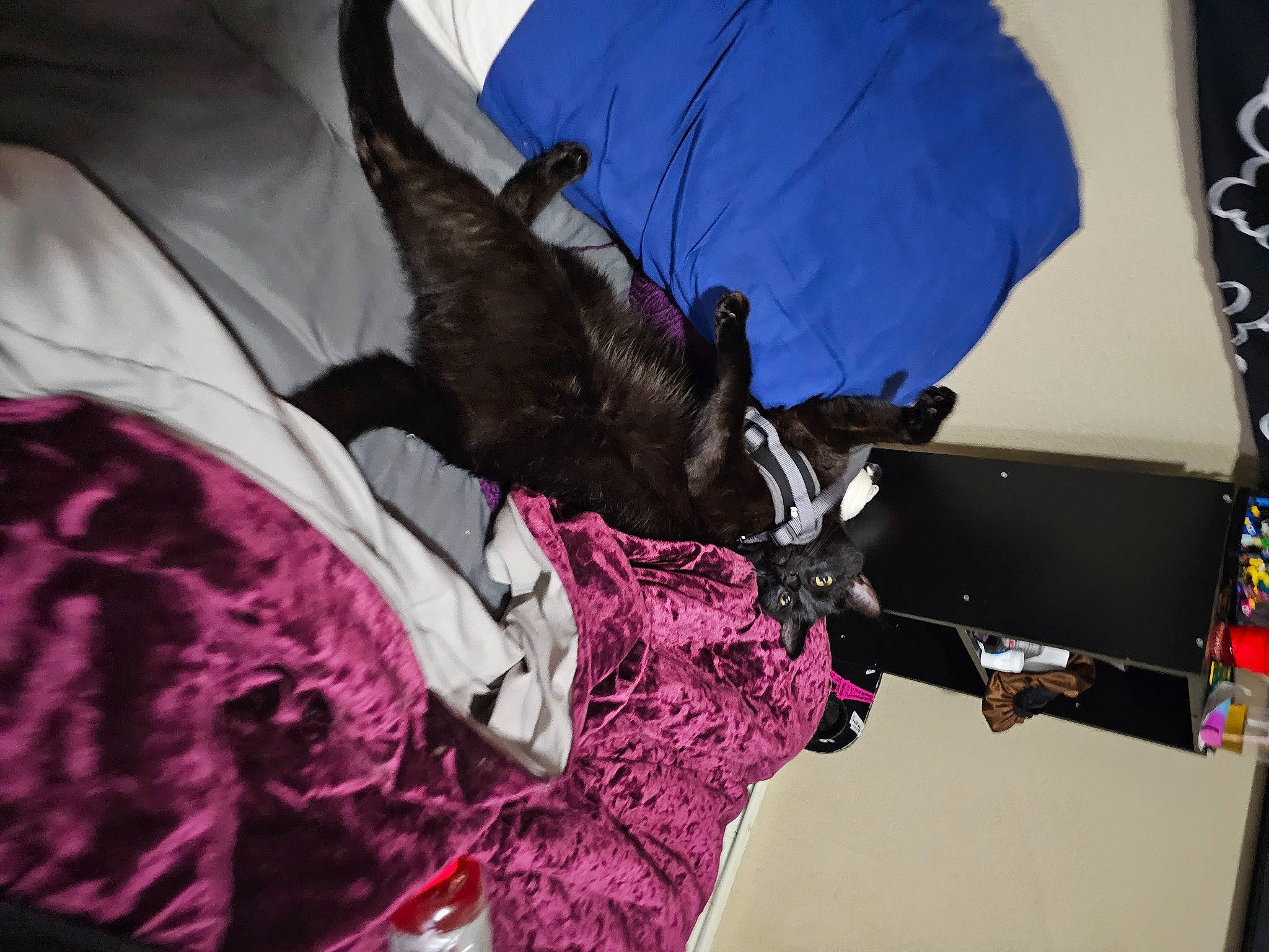 Bubby is registered to the contest to win money with this photo: air_sports, canidae, carmine, carnivore, collar, comfort, dog, dog_breed, dog_supply, fashion_accessory, feather, fur, leash, magenta, pink, product, purple, sporting_group, tail, textile