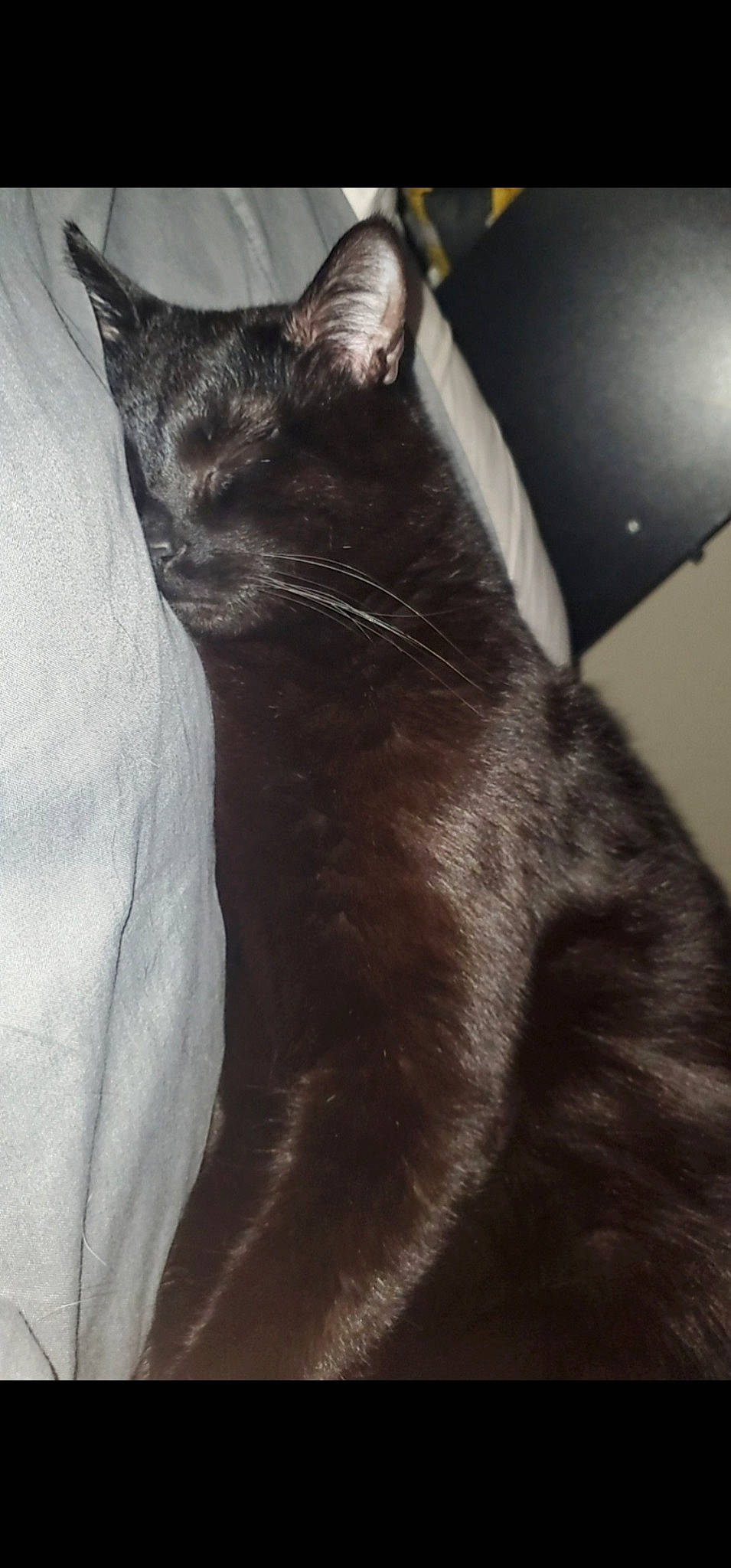 Bubby is registered to the contest to win money with this photo: black_cat, bombay, carnivore, cat, comfort, darkness, domestic_short_haired_cat, ear, eye, felidae, fur, grey, havana_brown, monochrome, monochrome_photography, small_to_medium_sized_cats, snout, tail, whiskers